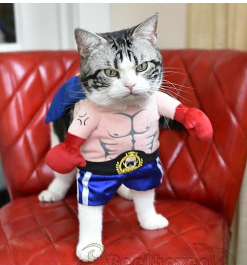 Boxer Costume da Gatto